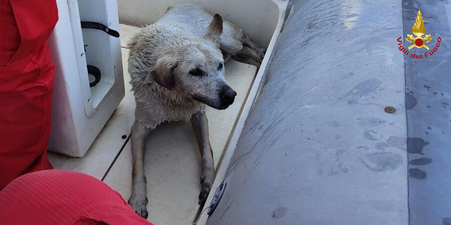 Salvataggio di un cane dalle acque del porto di Messina