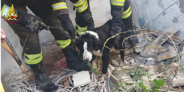 Salvataggio eroico: cane tratto vivo da pozzo dai Vigili del Fuoco a Siracusa
