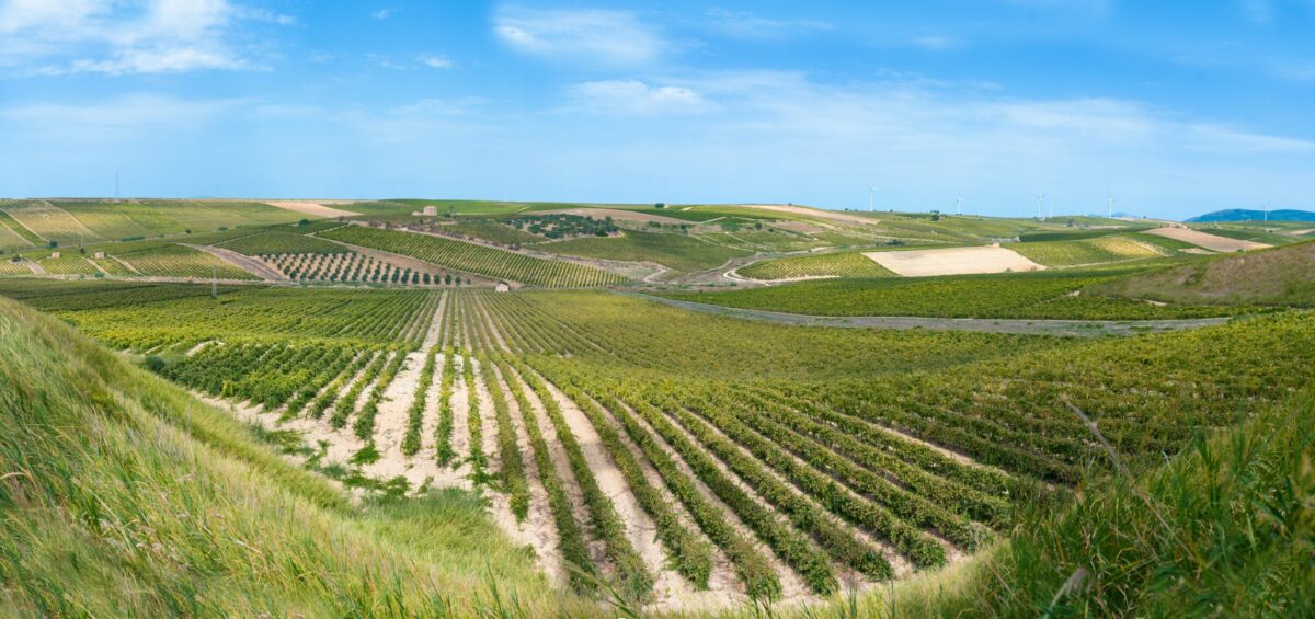 Stravina: innovazione sostenibile per il vino siciliano