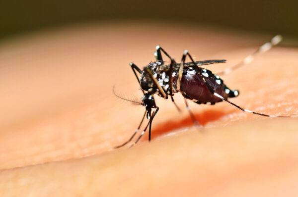 Allarme Dengue, alto il livello di allerta per la diffusione del virus brasiliano