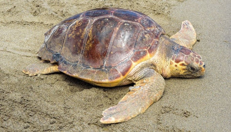 Ragusa si impegna per la tutela delle tartarughe marine e dell'habitat costiero