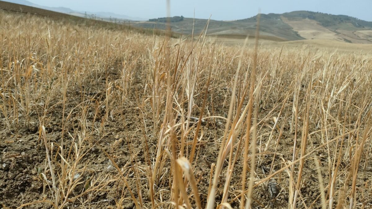 Coldiretti Sicilia dona 1,5 milioni di kg di fieno per salvare le stalle siciliane