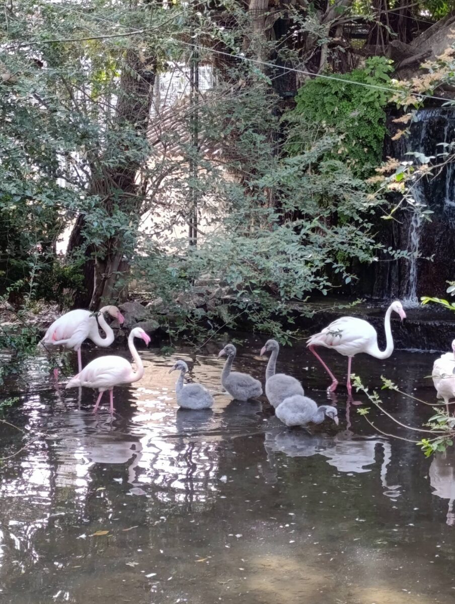 Nati cinque fenicotteri rosa nei Giardini di Palazzo d'Orléans