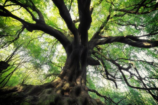 Stanziati 90 mila euro per la cura degli alberi monumentali in Sicilia