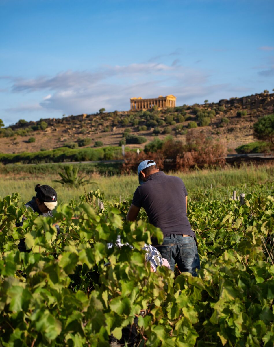 Inizia la vendemmia 2024: uve splendide e sane promettono un'annata di alta qualità!