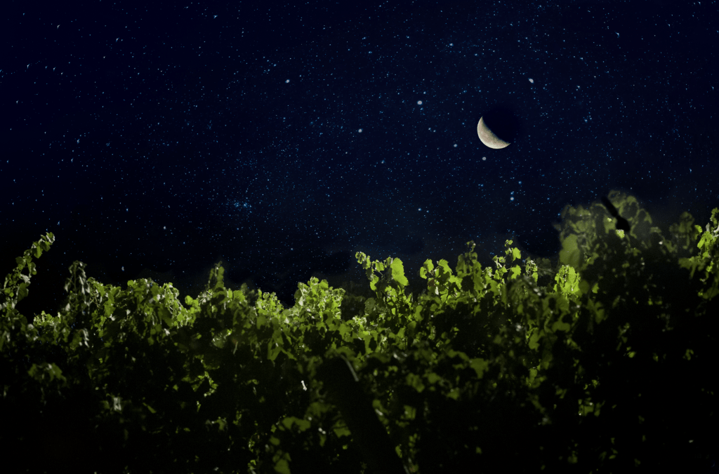 Magia di luce e note musicali a Donnafugata sotto il cielo stellato