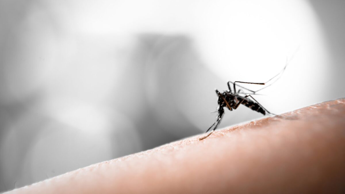 Oropouche fa notizia: Brasile registra i primi due decessi, mentre in Italia si contano 4 casi. Scopriamo insieme cos'è e quali sintomi riconoscere! - 