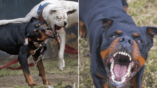 Rottweiler azzanna due bambini nel Catanese: rintracciato il cane autore dell’aggressione