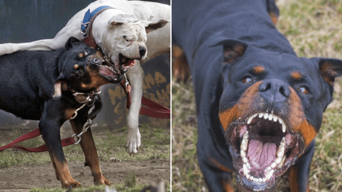 Rottweiler azzanna due bambini nel Catanese: rintracciato il cane autore dell’aggressione