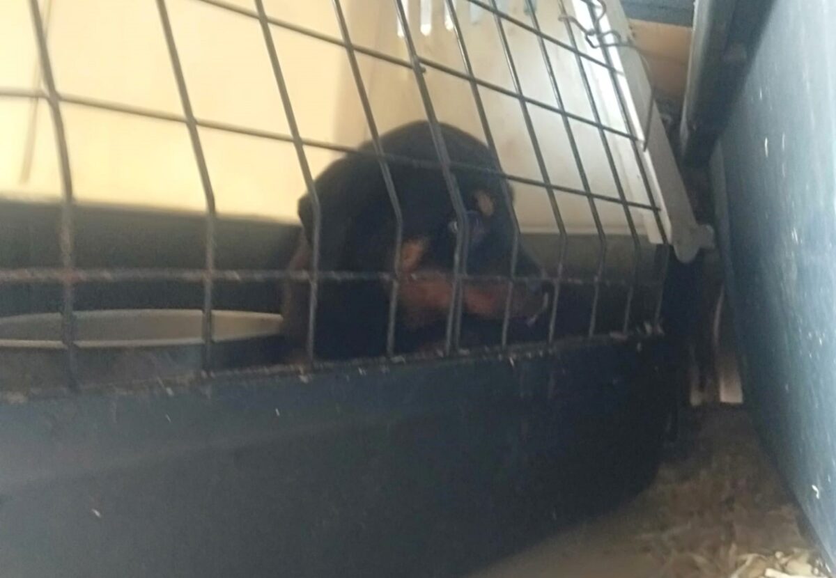 Salvati 15 rottweiler maltrattati a Catania, denunciato il responsabile -