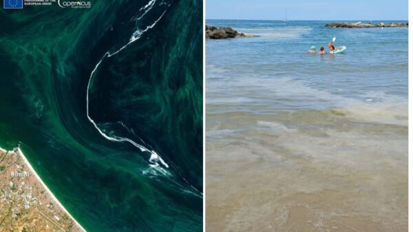 Ferragosto nel Mar Adriatico tra mucillagini, l'esperta rassicura: il peggio è passato!