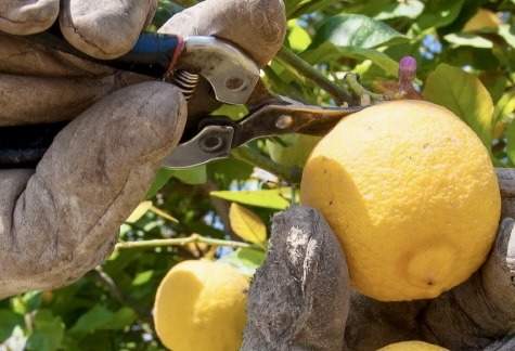 Siccità: la Regione dà il via libera all'utilizzo dell'acqua della diga Pozzillo per agrumeti e zootecnia!