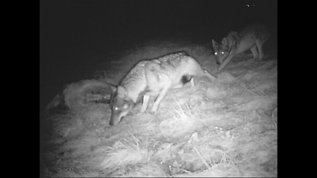 Trento abbatte gli orsi mentre Bolzano elimina i lupi: la voce degli animalisti si leva forte!