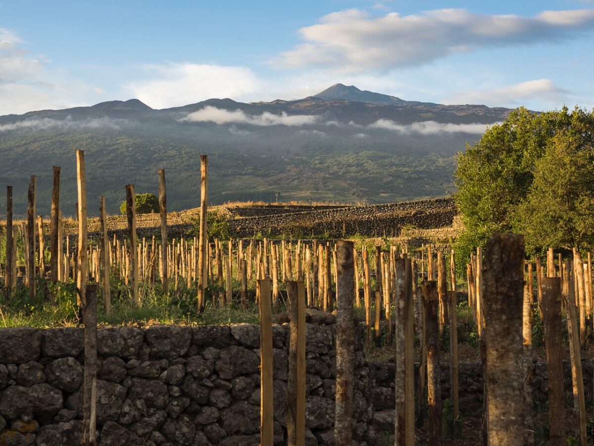 Consorzio Etna celebra una vendemmia straordinaria: qualità e quantità al top con un aumento del 60% rispetto al 2023!