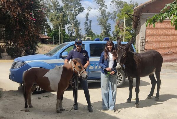 Furto in fattoria a Catania: pony e asina ritrovati grazie alla polizia a cavallo!