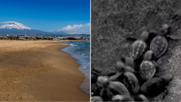 Plaia di Catania: la nascita di decine di tartarughe marine porta speranza