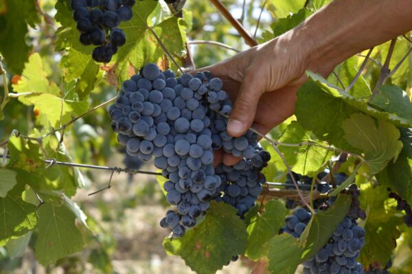 949 aziende agricole siciliane pronte al grande salto | Perché molti sono scettici sull'agricoltura di precisione?