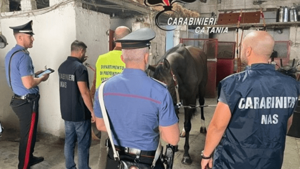 Scoperta stalla abusiva a San Cristoforo: cavalli utilizzati per corse clandestine [VIDEO]