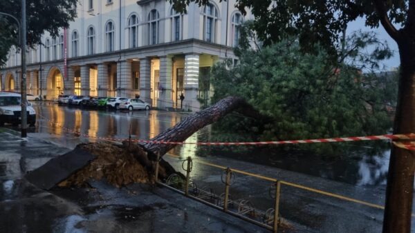 Crollo inatteso di un albero imponente a Bologna | Cosa nasconde la forza della natura?