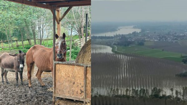 Piena del Po supera la soglia rossa | Mantova e Ferrara in allerta, ma chi pensa solo ai cavalli?