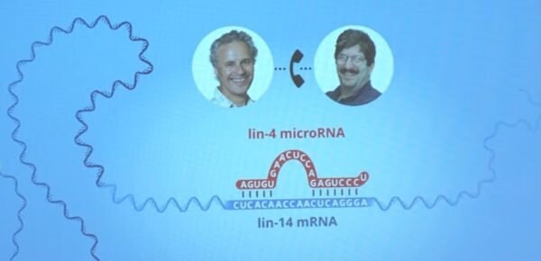 Scoperta rivoluzionaria: il microRNA cambia le regole della medicina | Perché i geni non sono più i soli a farla da padrone?