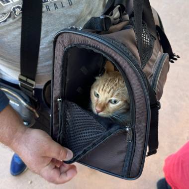 Sold out di microchip a Palermo | Perché i cittadini si mobilitano così tanto per i loro animali?