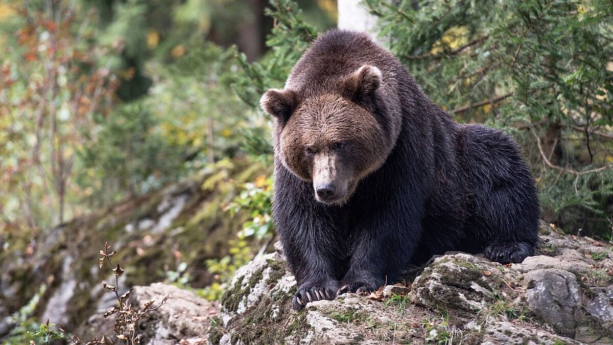 Un altro orso a rischio abbattimento | È davvero l'unica soluzione per la sicurezza? - 