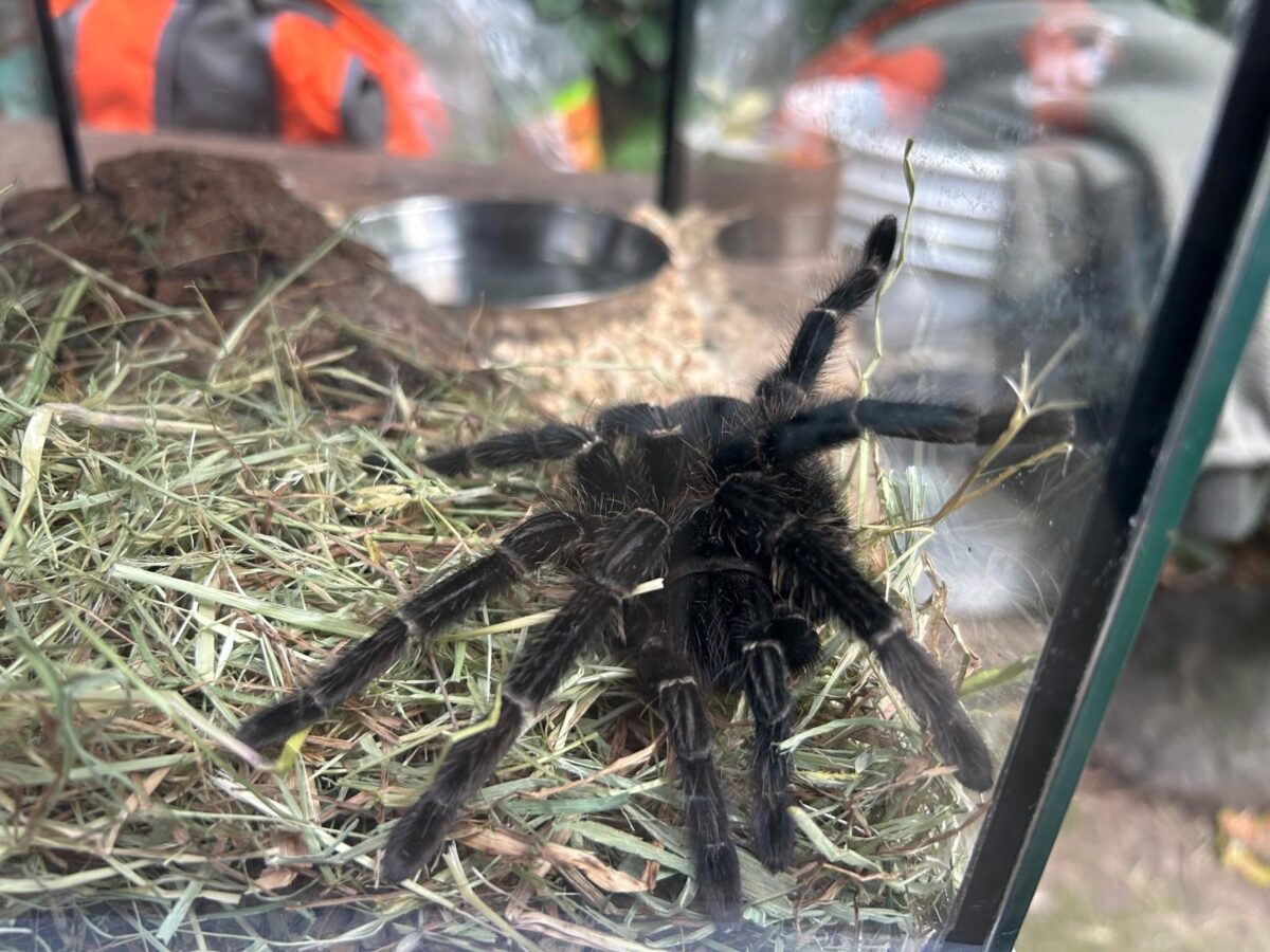 Contrabbandiere di ragni arrestato con 300 tarantole addosso | Scopri perché il mercato degli insetti esotici è più grande di quanto pensi! - 