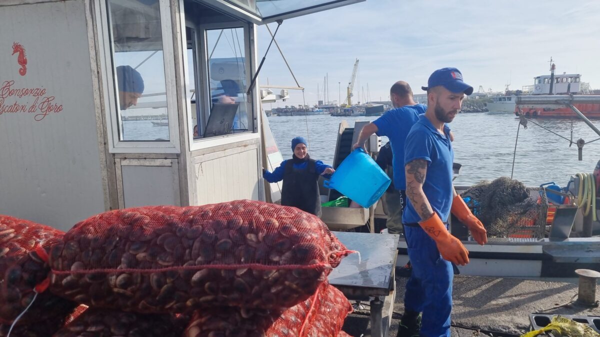 Granchio blu in Adriatico: la soluzione sorprendente che potrebbe salvare l'industria ittica! - 