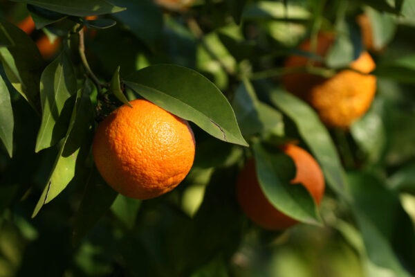 Sicilia approva lo sgravio totale dei canoni di bonifica | La manovra che potrebbe salvare l'agricoltura in crisi?