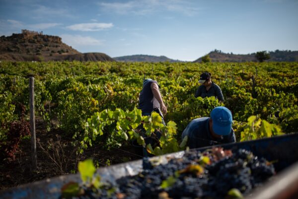 Vendemmia 2024 in Sicilia | Come la siccità ha prodotto vini di qualità mai visti prima!